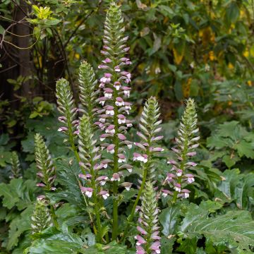 Acanthus mollis (zaad) - Berenklauw