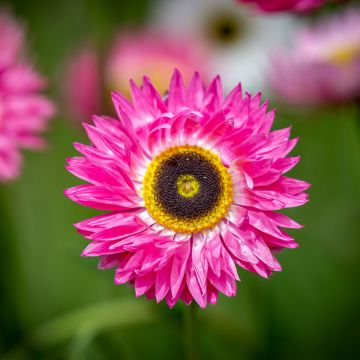 Rhodanthe chlorocephala subsp. rosea Pierrot Rood (zaad) - Zonnestrobloem