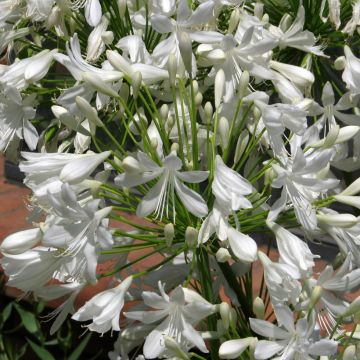 Agapanthus White Umbrella (zaad)