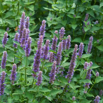 Agastache foeniculum (zaad) - Dropplant