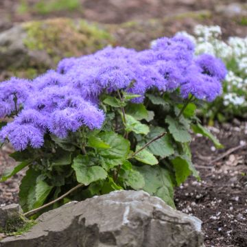 Mexicaantje Blue Mink (zaad) - Ageratum houstonianum