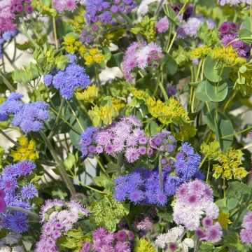 Mexicaantje Timeless Mixed (zaad) - Ageratum houstonianum