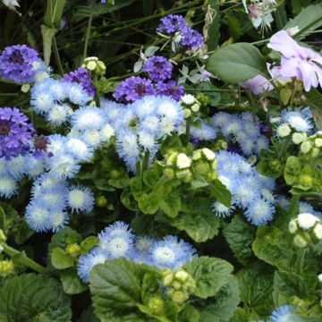 Mexicaantje Bavaria (zaad) - Ageratum houstonianum