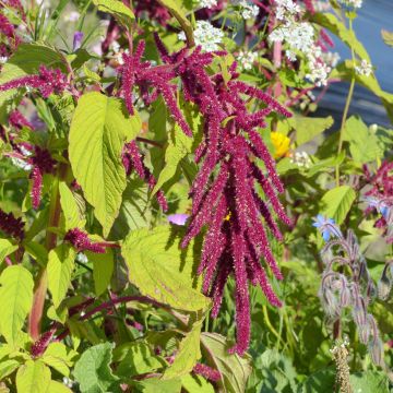 Amaranthus Red Cascade (zaad) - Kattenstaartamarant