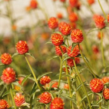 Gomphrena haageana Oranje (zaad) - Kogelamarant