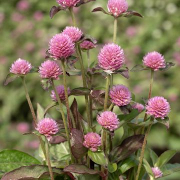 Gomphrena globosa Salmon Pastel (zaad) - Kogelamarant
