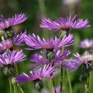 Amberboa muricata (zaad) - Ster der woestijn
