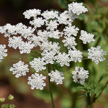 Ammi majus Queen of Africa (zaad) - Groot akkerscherm