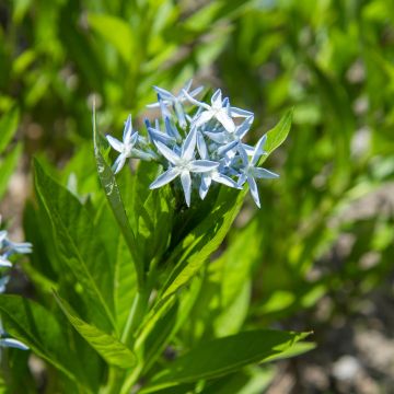Amsonia tabernaemontana (zaad) - Blauwe ster