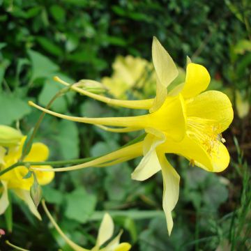 Gele akelei Yellow Queen (zaad) - Aquilegia chrysantha