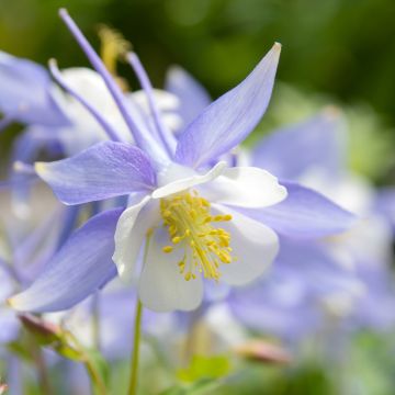 Blauwe akelei (zaad) - Aquilegia caerulea