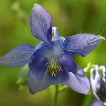 Wilde akelei (zaad) - Aquilegia vulgaris