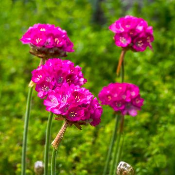 Armeria maritima Splendens (zaad) - Strandkruid