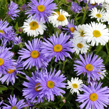 Aster alpinus (zaad) - Alpenaster