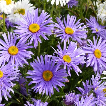 Aster alpinus Goliath (zaad) - Alpenaster