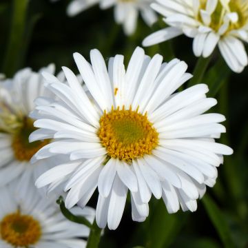 Aster alpinus White Beauty (zaad) - Alpenaster