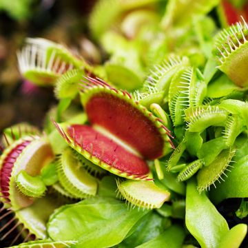 Dionaea muscipula (zaad) - Venusvliegenvanger