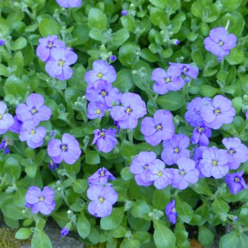 Blauwkussen Royal Blue (zaad) - Aubrieta cultorum