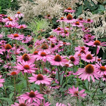 Echinacea purpurea Pink Parasol (zaad) - Rode zonnehoed