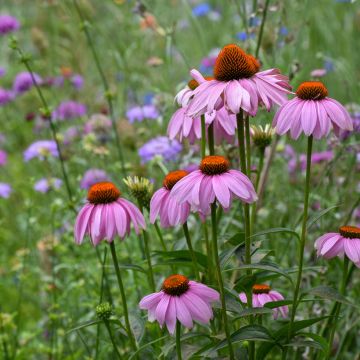 Echinacea purpurea (zaad) - Rode zonnehoed