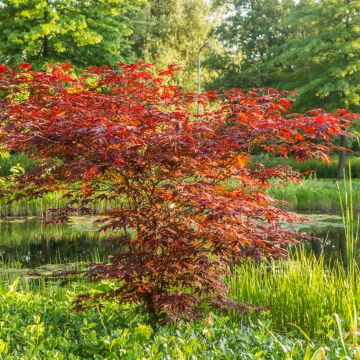 Acer palmatum Atropurpureum (zaad) - Japanse esdoorn