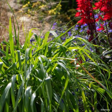 Eragrostis spectabilis Snuggy (zaad) - Liefdesgras
