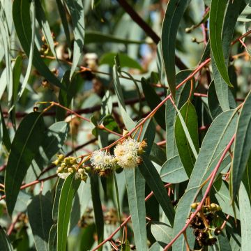 Eucalyptus globulus (zaad) - Blauwe gomboom
