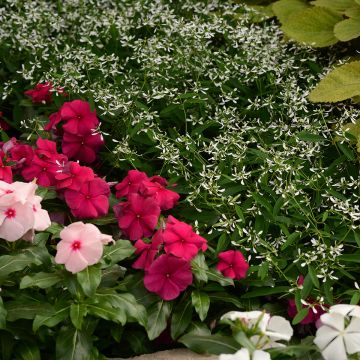 Euphorbia graminea Glamour (zaad) - Wolfsmelk