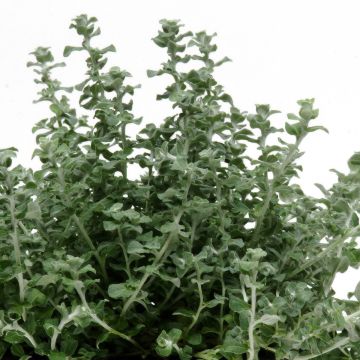 Helichrysum microphyllum Silver Mist (zaad) - Kerrieplant
