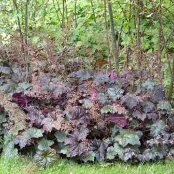 Heuchera micrantha Palace Purple (zaad) - Purperklokje