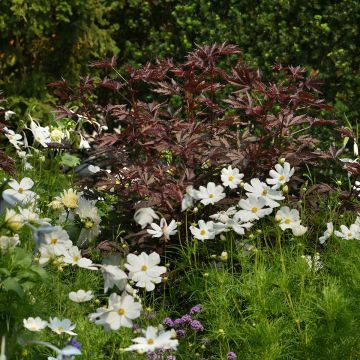 Hibiscus acetosella Mahogany Splendor (zaad)
