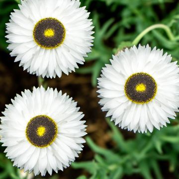 Rhodanthe chlorocephala subsp. rosea Pierrot (zaad) - Zonnestrobloem