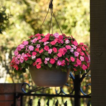 Impatiens walleriana Beacon F1 Otway Mix (zaad) - Vlijtig liesje