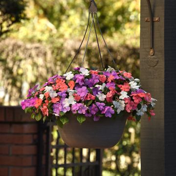 Impatiens walleriana Beacon F1 Pearl Island Mix (zaad) - Vlijtig liesje