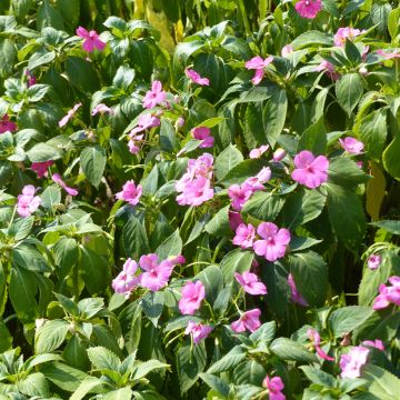 Impatiens holstii Mix (zaad) - Vlijtig liesje