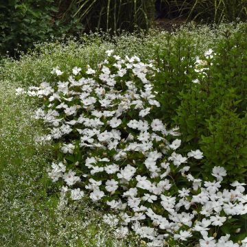Impatiens Solarscape White Pearl (zaad) - Vlijtig liesje