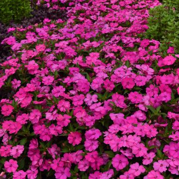 Impatiens Solarscape XL Pink Jewel (zaad) - Vlijtig liesje