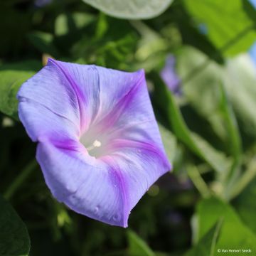 Ipomoea purpurea Dacapo Light Blue (zaad) - Klimmende winde