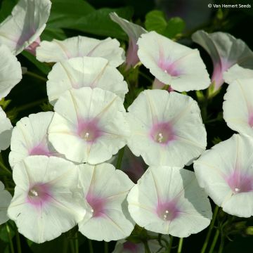 Ipomoea purpurea Dolce Vita (zaad) - Klimmende winde