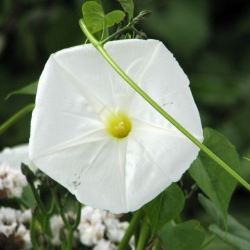 Ipomoea alba (zaad) - Maanbloem