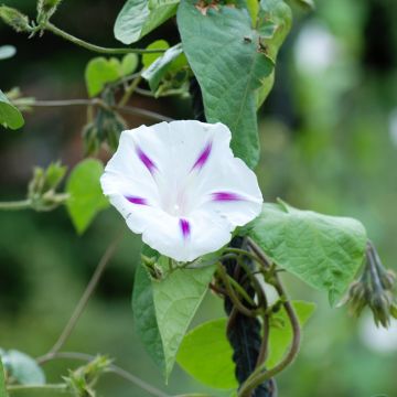 Ipomoea purpurea Shiva (zaad) - Klimmende winde