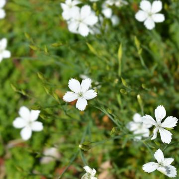 Dianthus deltoides Albus (zaad) - Steenanjer