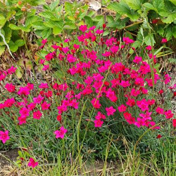 Dianthus deltoides Brilliant (zaad) - Steenanjer