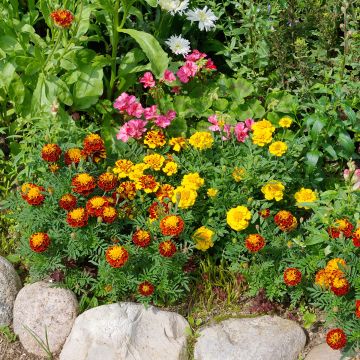 Klein afrikaantje Bonita Mixed (zaad) - Tagetes patula