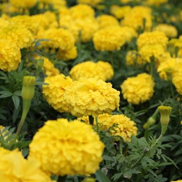 Klein afrikaantje Boy O Boy Yellow (zaad) - Tagetes patula