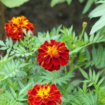 Klein afrikaantje Konstance (zaad) - Tagetes patula