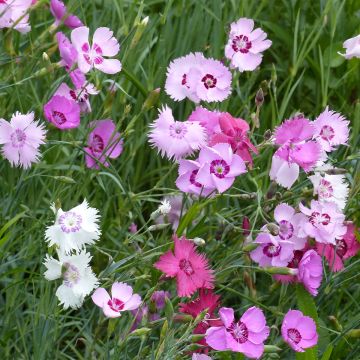 Grasanjer Ipswich Pinks Mixed (zaad) - Dianthus plumarius