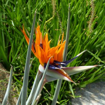 Strelitzia reginae (zaad) - Paradijsvogelbloem