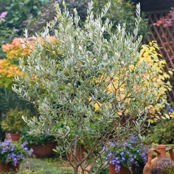 Olea europaea (zaad) - Olijfboom