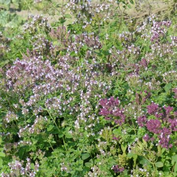 Origanum vulgare (zaad) - Oregano